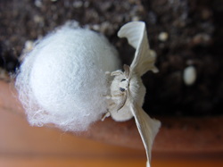 Bombyx mori silk moth with cocoons.