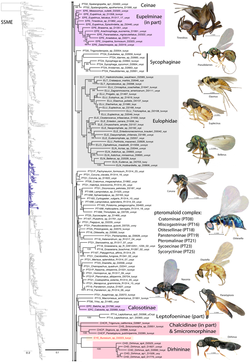 Part of Chalcidoidea phylogeny
